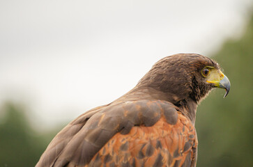 close up portrait of a harris hawk