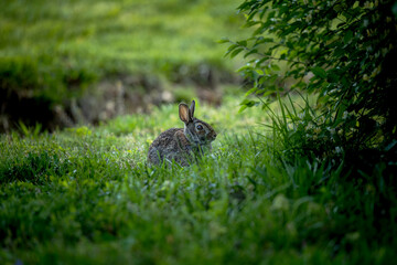 rabbit in the grass