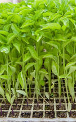 Obraz premium Shoots of pepper plants at plant nursery