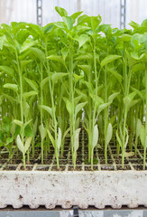 Shoots of pepper plants at plant nursery