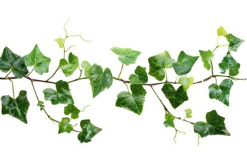 Naklejka premium Vine Isolated. Close-up of Cayratia Japonica Foliage Leaves on White Background