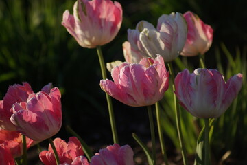 pink tulips in spring