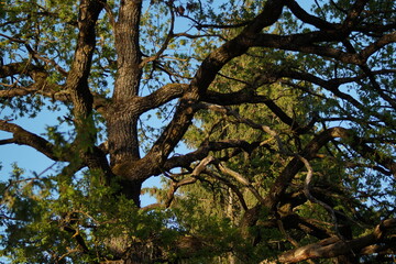 trees in the forest lit by spring sunlight 