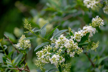 Selective focus of white cream flowers with green leaves in the garden, Ligustrum vulgare is a species of Ligustrum, It is a semi-evergreen or deciduous shrub, Nature floral pattern background.