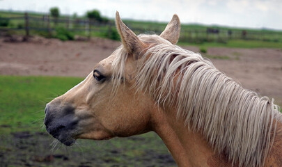 Pferdeportrait © Jürgen Hamann