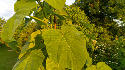 Paulownia Tomentosa (Foxglove Tree) tree. paulownia plant leaves greenery