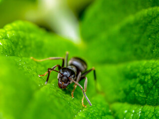 Brown ant on green leaf