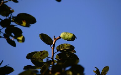Árvore do Cerrado brasileiro - Jatobá