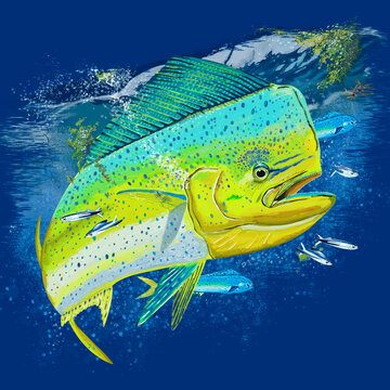 dorado dolphin