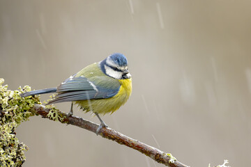 Beautiful blue tit perched on a tree branch while it snows in the mountains