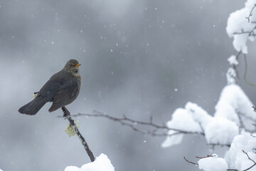 Nice blackbird perched on a branch with snow while it snows in the mountains