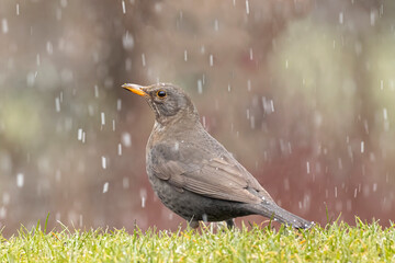 Nice blackbird perched on a green field while it snows in the mountains