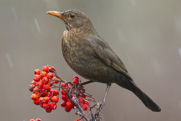 Nice blackbird perched on a serval branch while it snows in the mountains