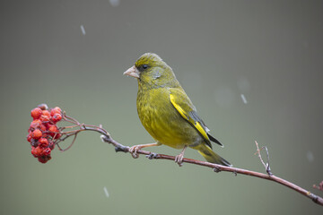 Beautiful and colorful greenfinch perched on a serval branch on a cold winter afternoon while it is snowing