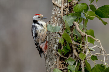 Beautiful medium-sized beak attached to the trunk of a tree with parasitic treoador plants while it searches for food.