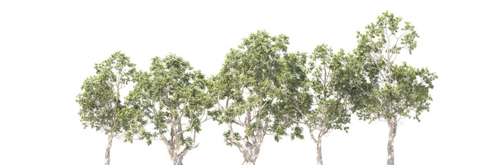 line of trees, Various types of tree branch plants bushes shrub and and small plants isolated	
