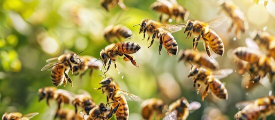 Busy bees in flight