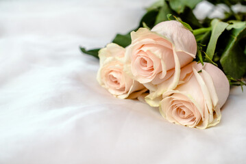 The branch of pink roses on white fabric background