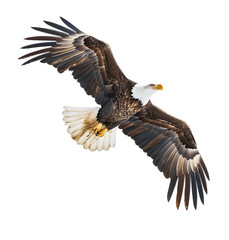 Naklejka premium Bald eagle flying up on transparent isolated background