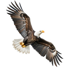 Fototapeta premium Bald eagle flying up on transparent isolated background