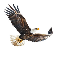 Obraz premium Bald eagle flying up on transparent isolated background