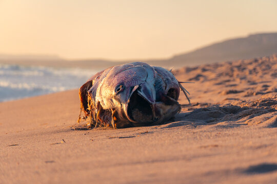 Sunset over a Beached Fish at Atlanterra Beach
