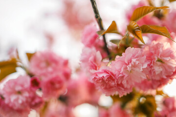 Spring banner, branches of blossoming cherry against background of blue on nature outdoors. Pink...
