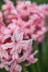 Beautiful flowers in garden, colorful spring, hyacints
