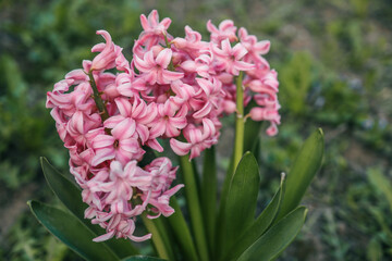 Beautiful flowers in garden, colorful spring, hyacints