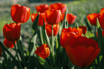 Field of colorful blooming tulips at the sun. Sunny day with red spring flowers