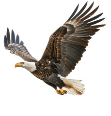 Fototapeta premium Bald eagle flying up on transparent isolated background