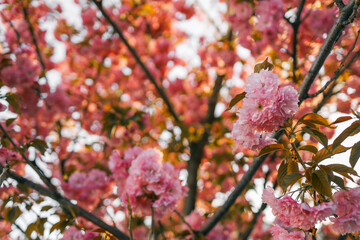 Spring banner, branches of blossoming cherry against background of blue on nature outdoors. Pink sakura flowers, landscape panorama, copy space