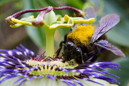 Close-up of a bee on vibrant passionflower