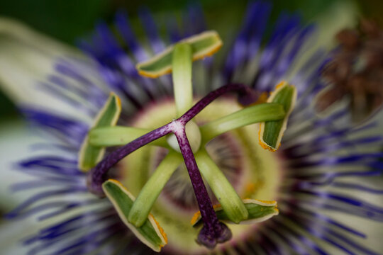 Exotic passionflower close-up for vibrant decor
