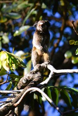 Sagui-de-tufos-brancos