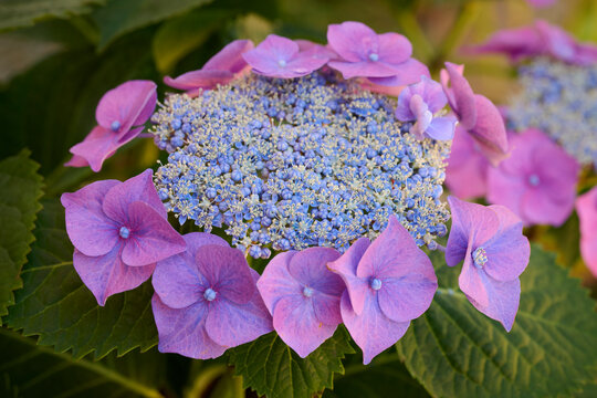 Lush Hydrangea blooms in a vibrant garden setting