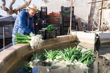 Portrait of man farmer washing freshly harvested green onions at a small vegetable farm