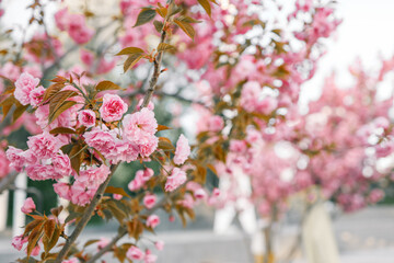 Spring banner, branches of blossoming cherry against background of blue on nature outdoors. Pink sakura flowers, landscape panorama, copy space