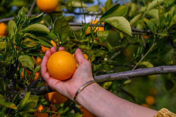 Woman picking orange from tree