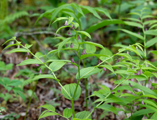 A rose twisted stalk, Streptopus lanceolatus, with slender zig zag stems, tiny bell-like flowers, and stemless leaves. Spring ephemeral understory plant of cooler woodland habitats.