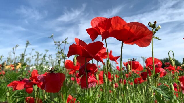 Campo di papaveri rossi in Aprile