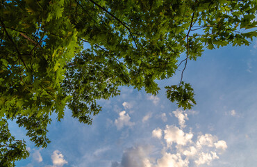 Fototapeta premium Oak tree branches on blue sky background
