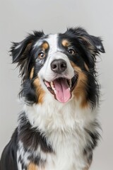Fototapeta premium Australian shepherd