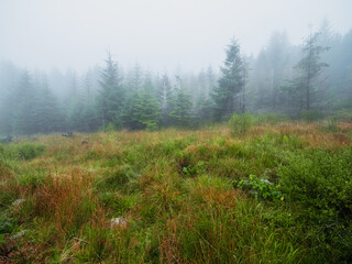 A field of grass is covered in rain, with trees in the background. Scene is calm and peaceful, as the rain creates a serene atmosphere. Irish nature landscape. Nobody. Relaxing morning mood.