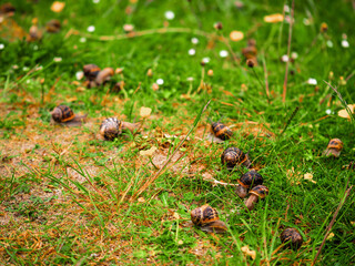 Big snails gathered on a field during mating season. Abstract dating and meeting new love flame concept. Growing theme.