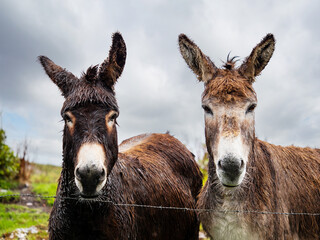 Two donkeys with wet fur standing in a field with a fence in the background. Beautiful nature scene...