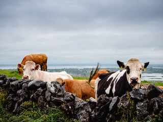 A cow is grazing in a field behind a stone wall. The wall is made of large rocks. The scene is...