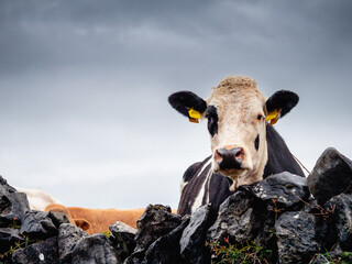 A funny looking cow behind a stone wall. The wall is made of large rocks. The scene is peaceful and...