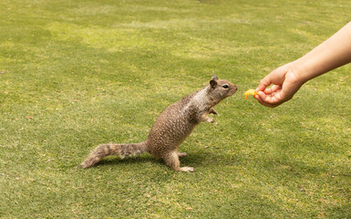 People Feed Eastern Gray Squirrel Sitting with fruits. Sciurus Carolinensis. Copy Space For Text. Squirrel Appreciation Day. Horizontal. Wild Rodent In Park. Mockup, Background. US