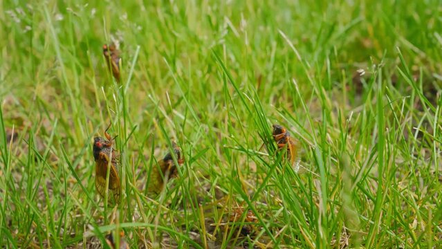 Cicada emerging from ground, many cicadas are sitting on the grass. Close up shot